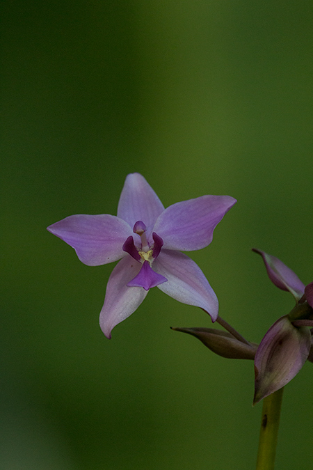 Purple Flowers, Kitulgala, Sri Lanka