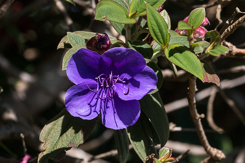 Violet Flower, Horton Plains National Park, Sri Lanka