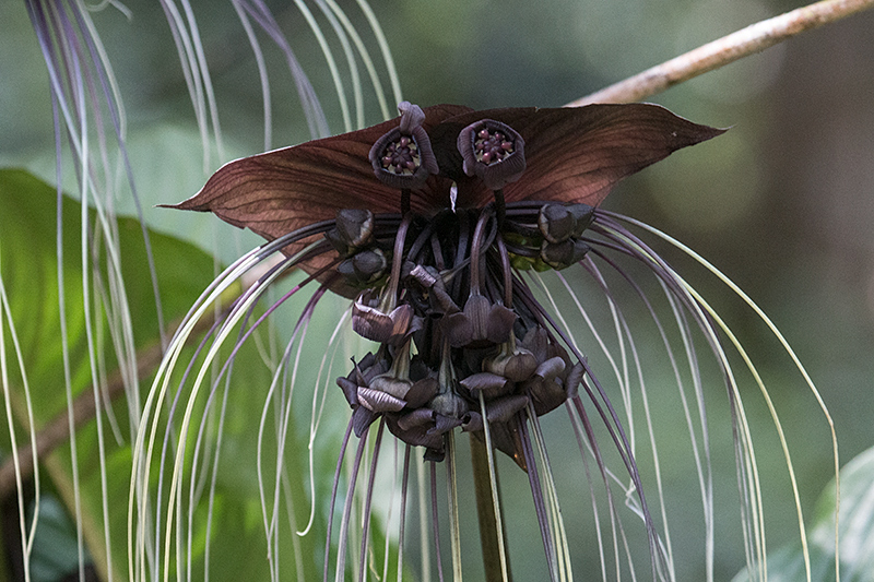 Brown Flowers, Kitulgala, Sri Lanka