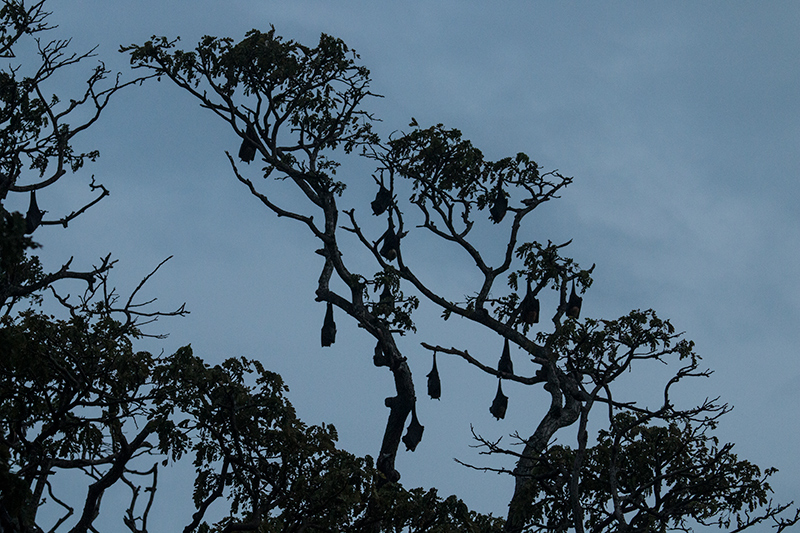 Fruit Bats, Jetwing Yala, Sri Lanka