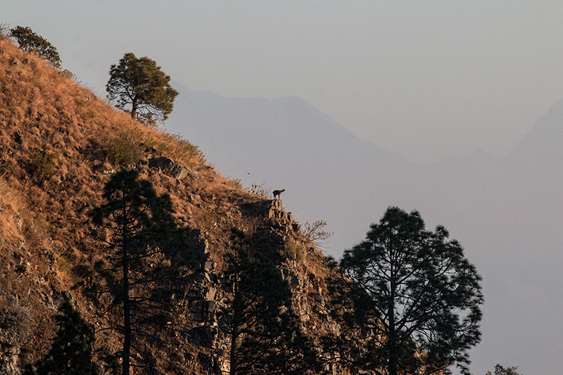 Mountain Goat, On Binayak Road from Pangot to Binayak, India