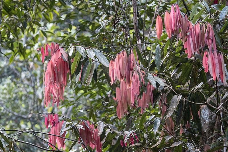 Ironwood, Trail to Martin's Simple Lodge, Sri Lanka