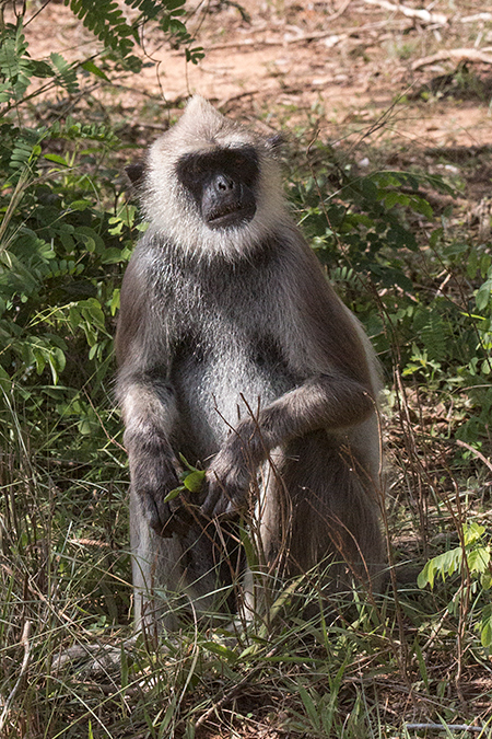 Purple-faced Langur (Purple-faced Leaf Monkey), Yala National Park, Sri Lanka