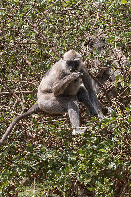 Purple-faced Langur (Purple-faced Leaf Monkey), Yala National Park, Sri Lanka