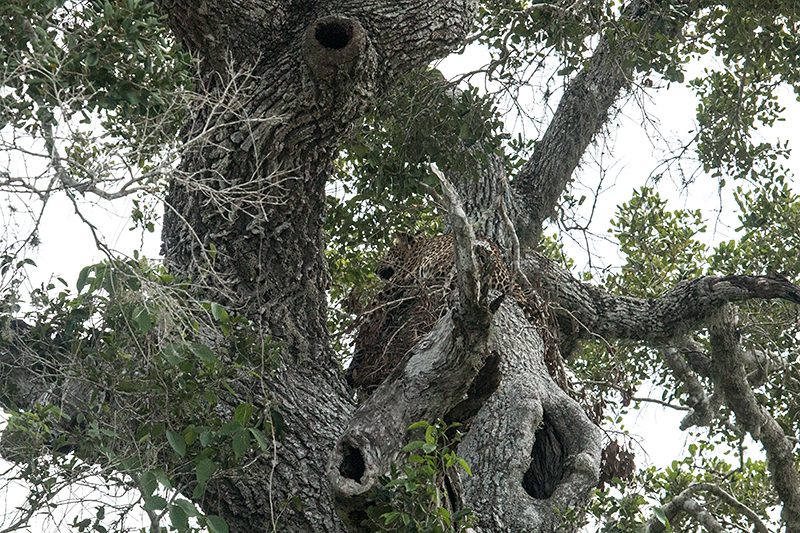 Leopard, Yala National Park, Sri Lanka