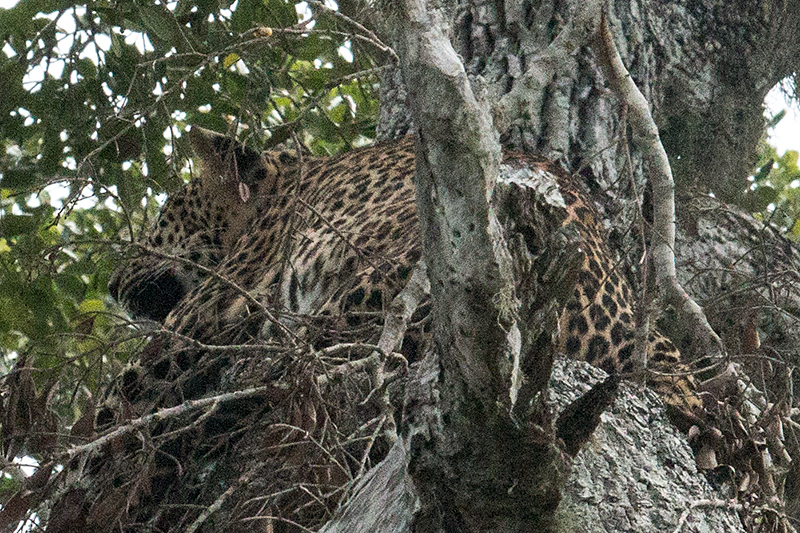 Leopard, Yala National Park, Sri Lanka