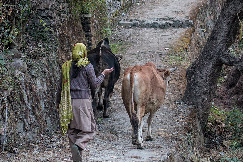 Local Woman Driving Cattle, Naintal, India