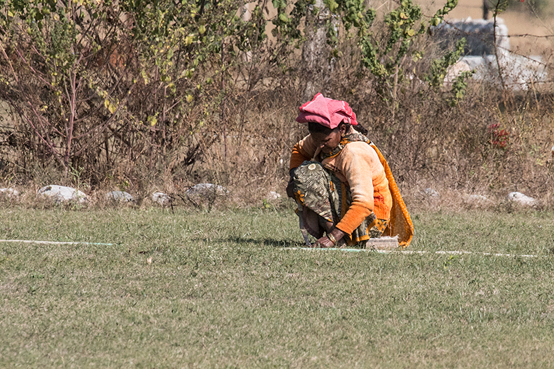 Woman Working in Grass, Near Tiger Camp, India