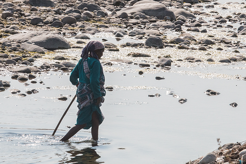 Woman Walking in River, Near Tiger Camp, India