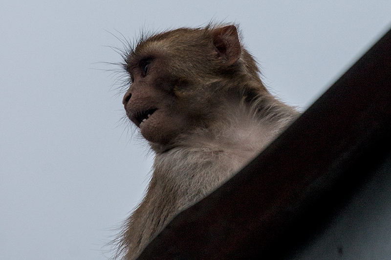 Macaque, Jungle Lore Birding Lodge, Pangot, India