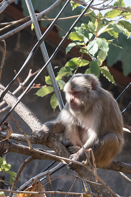 Macaque, Binayak Road from Pangot to Binayak, India