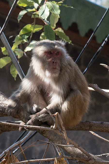 Macaque, Binayak Road from Pangot to Binayak, India