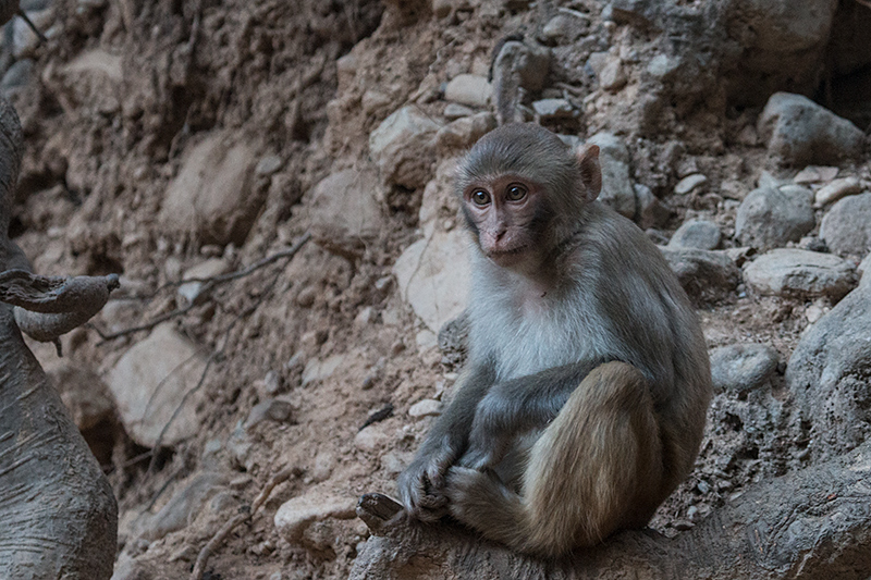 Macaque, Jim Corbett National Park, India