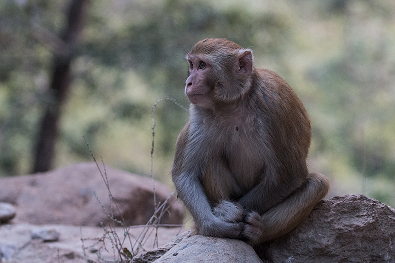 Macaque, Jim Corbett National Park, India