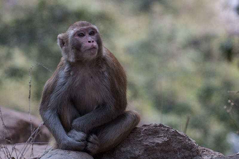 Macaque, Jim Corbett National Park, India