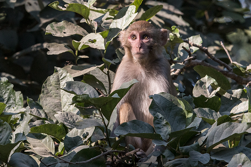 Macaque, Jim Corbett National Park, India