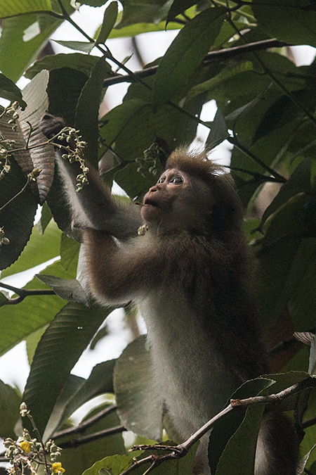 Toque Macaque, Sinharaja Forest Reserve, Sri Lanka