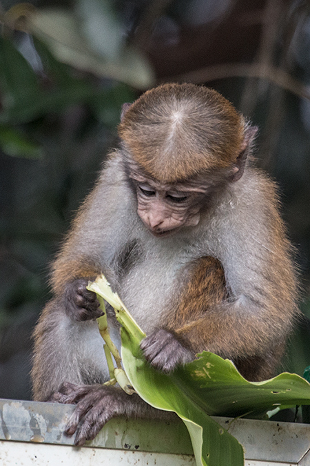 Juvenile Toque Macaque, Hakgala Botanical Garden, Sri Lanka