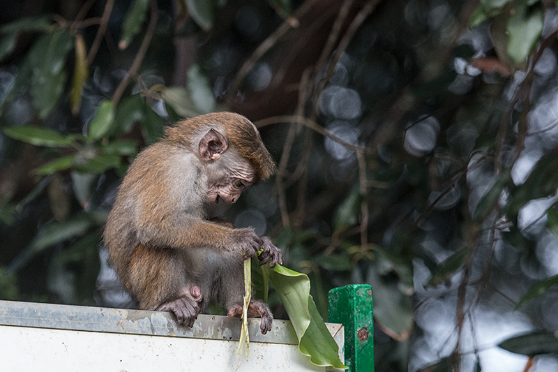 Juvenile Toque Macaque, Hakgala Botanical Garden, Sri Lanka