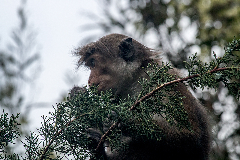 Adult Toque Macaque, Hakgala Botanical Garden, Sri Lanka