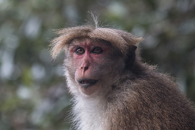 Adult Toque Macaque, Hakgala Botanical Garden, Sri Lanka