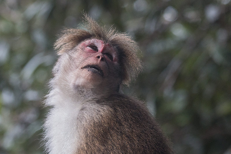 Adult Toque Macaque, Hakgala Botanical Garden, Sri Lanka