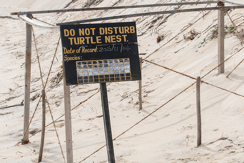 Marine Turtle Nest, Grounds of Jetwing Yala, Sri Lanka