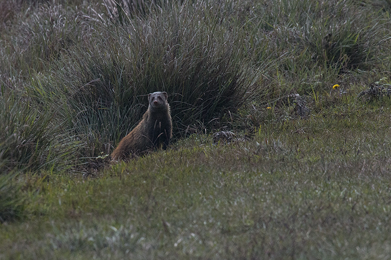 Stripe-necked Mongoose, Horton Plains National Park, Sri Lanka