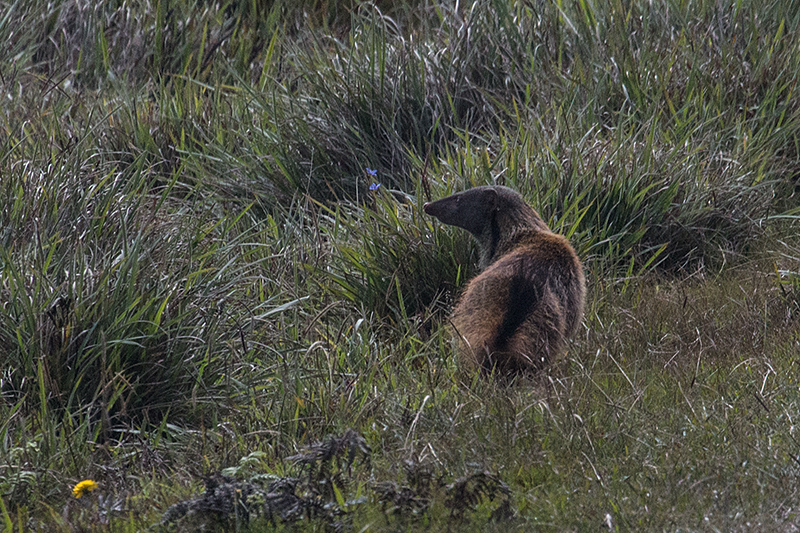 Stripe-necked Mongoose, Horton Plains National Park, Sri Lanka