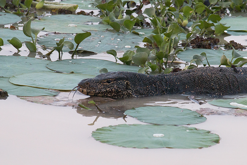 Asian Water Monitor, Thalangama Lake and Road, Colombo, Sri Lanka