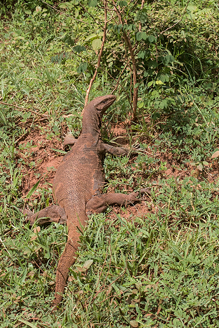 Land Monitor, Yala National Park, Sri Lanka