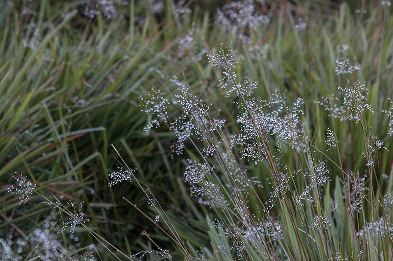 Morning Dew, Horton Plains National Park, Sri Lanka