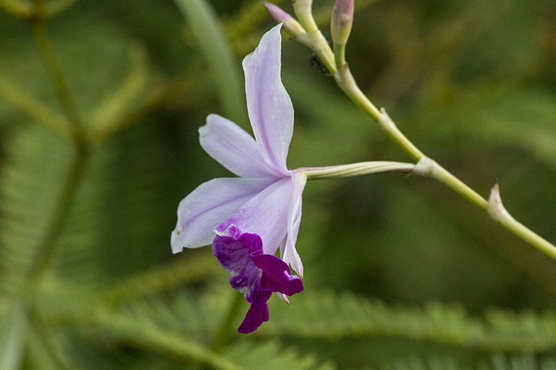 Orchid, Trail to Martin's Simple Lodge, Sri Lanka