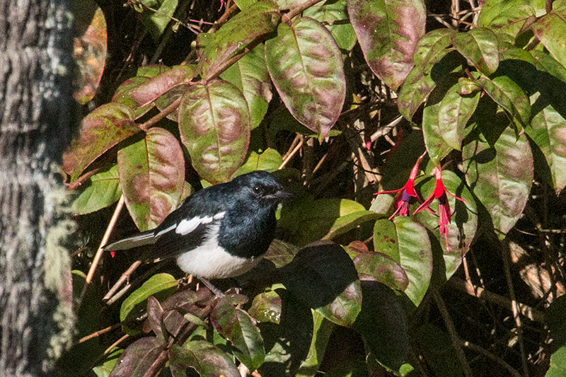 Oriental Magpie-Robin, Victoria Park, Nuwara Eliya, Sri Lanka