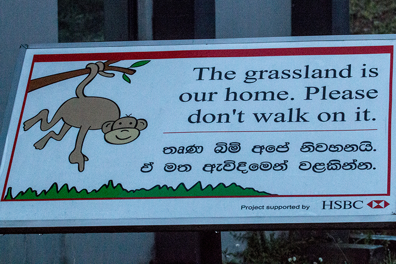 The Grassland Is Our Home, Horton Plains National Park, Sri Lanka