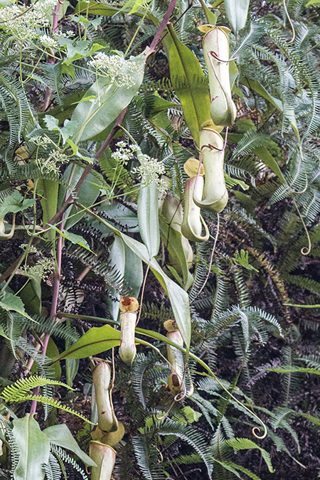 Pitcher Plant, Trail to Martin's Simple Lodge, Sri Lanka