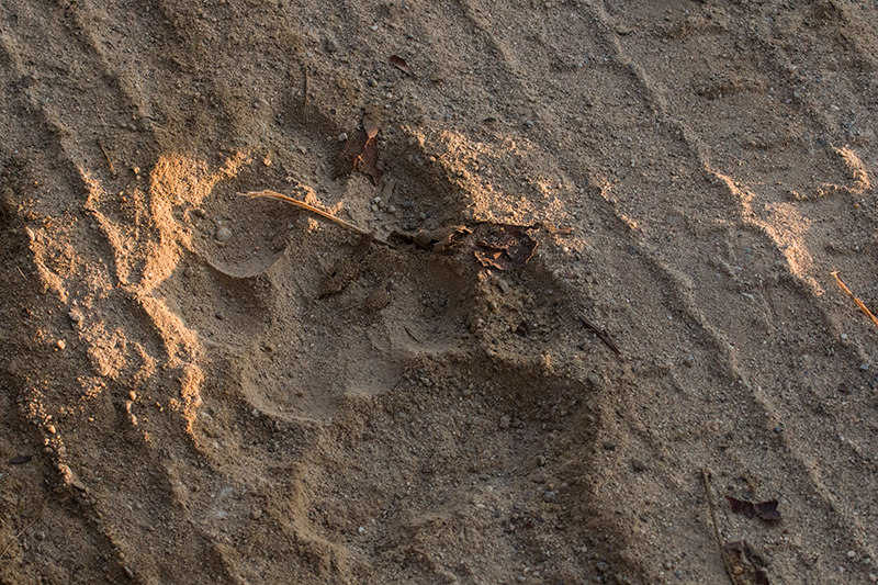 Tiger Paw Print, Jim Corbett National Park, India