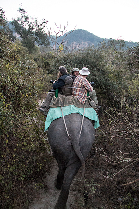 Elephant Safari, Tiger Camp, India