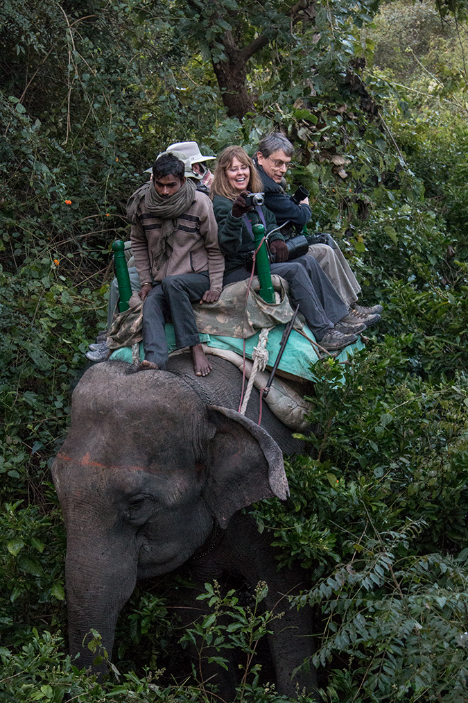 Elephant Safari From Tiger Camp, India