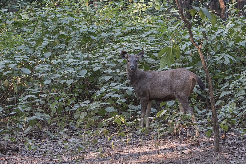 Sambar Deer, Jim Corbett National Park, India