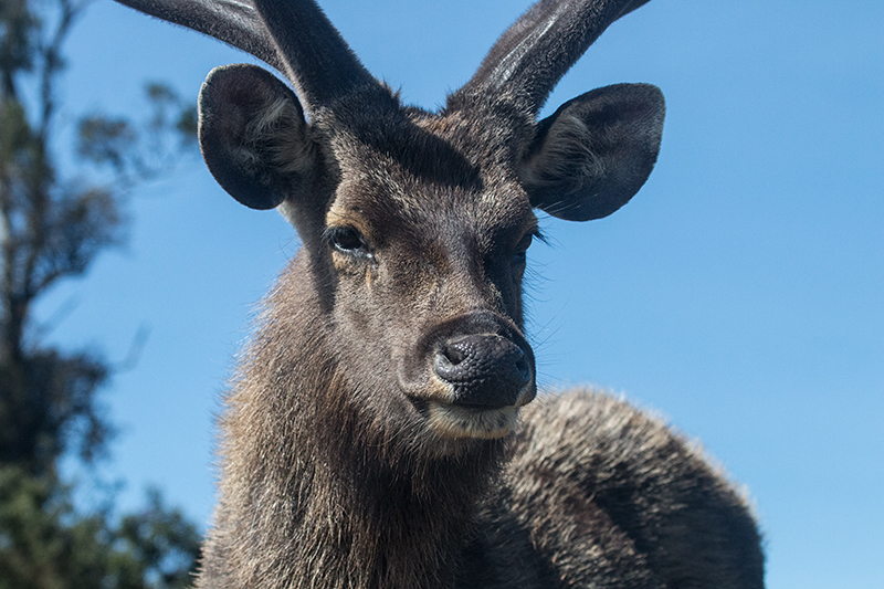 Sambar Deer, Horton Plains National Park, Sri Lanka