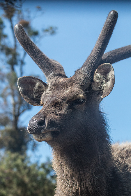 Sambar Deer, Horton Plains National Park, Sri Lanka