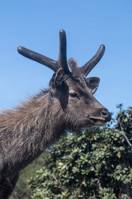 Sambar Deer, Horton Plains National Park, Sri Lanka