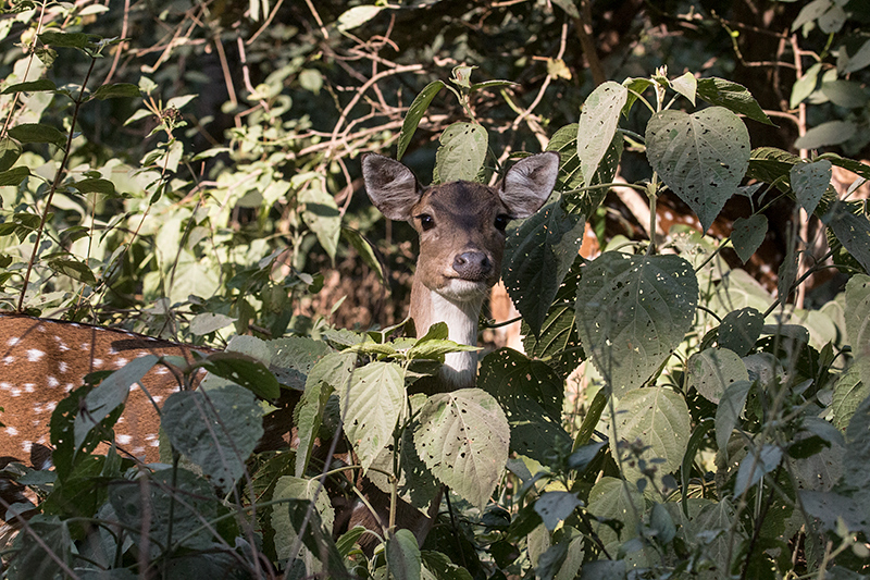 Spotted Deer (Chital or Axis Deer), Jim Corbett National Park, India