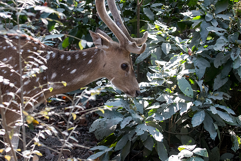 Spotted Deer (Chital or Axis Deer), Jim Corbett National Park, India