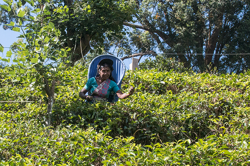 Tea Plantation, St Clair Tea Castle, Sri Lanka