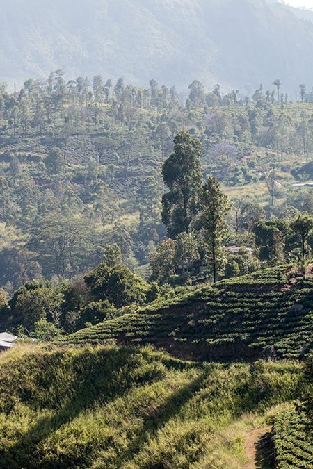 Tea Plantation, St Clair Tea Castle, Sri Lanka