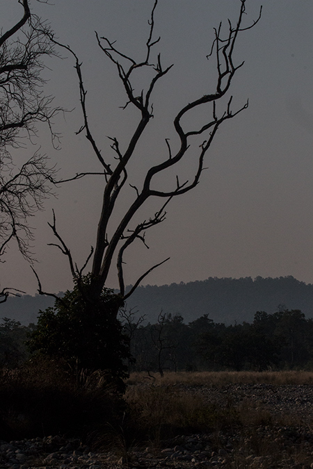 Jim Corbett National Park, India