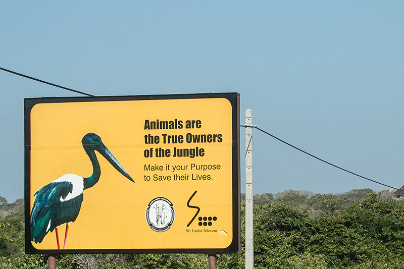 The True Owners of the Jungle, Yala National Park, Sri Lanka