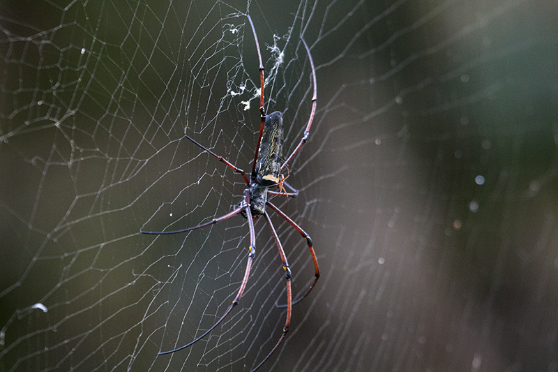 Giant Wood Spider, Trail to Martin's Simple Lodge, Sri Lanka